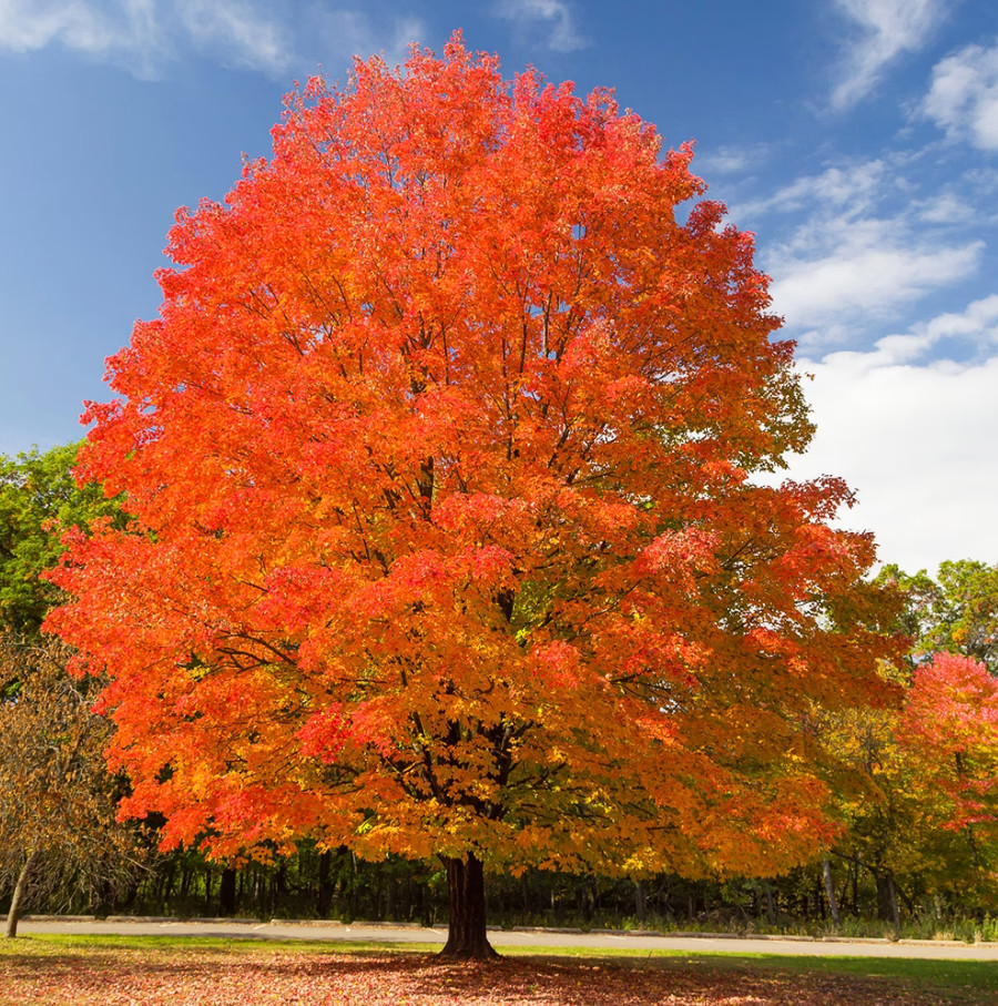 Sugar Maple Tree – Quart Pot Live Plant – Acer saccharum for Landscape & Shade