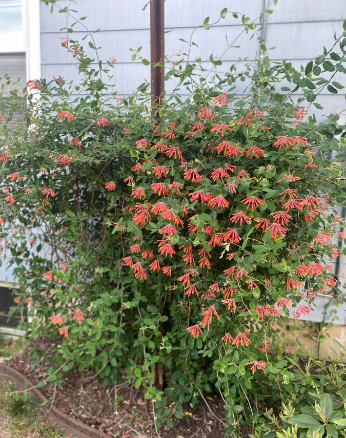 Coral Honeysuckle Live Plant – 1 Gallon – Red Trumpet Flower Vine