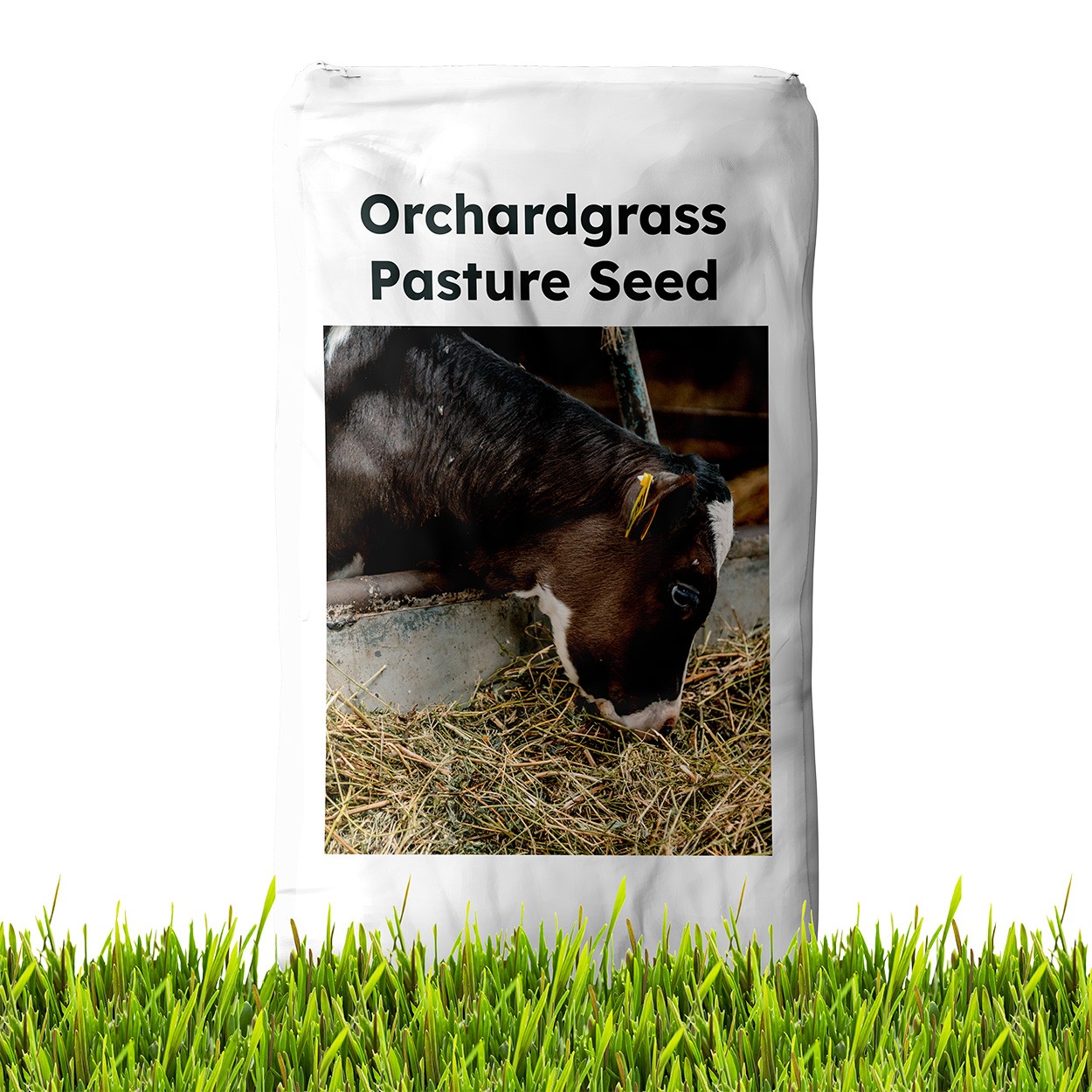 25 LBS Orchard grass is a very popular pasture grass seed.