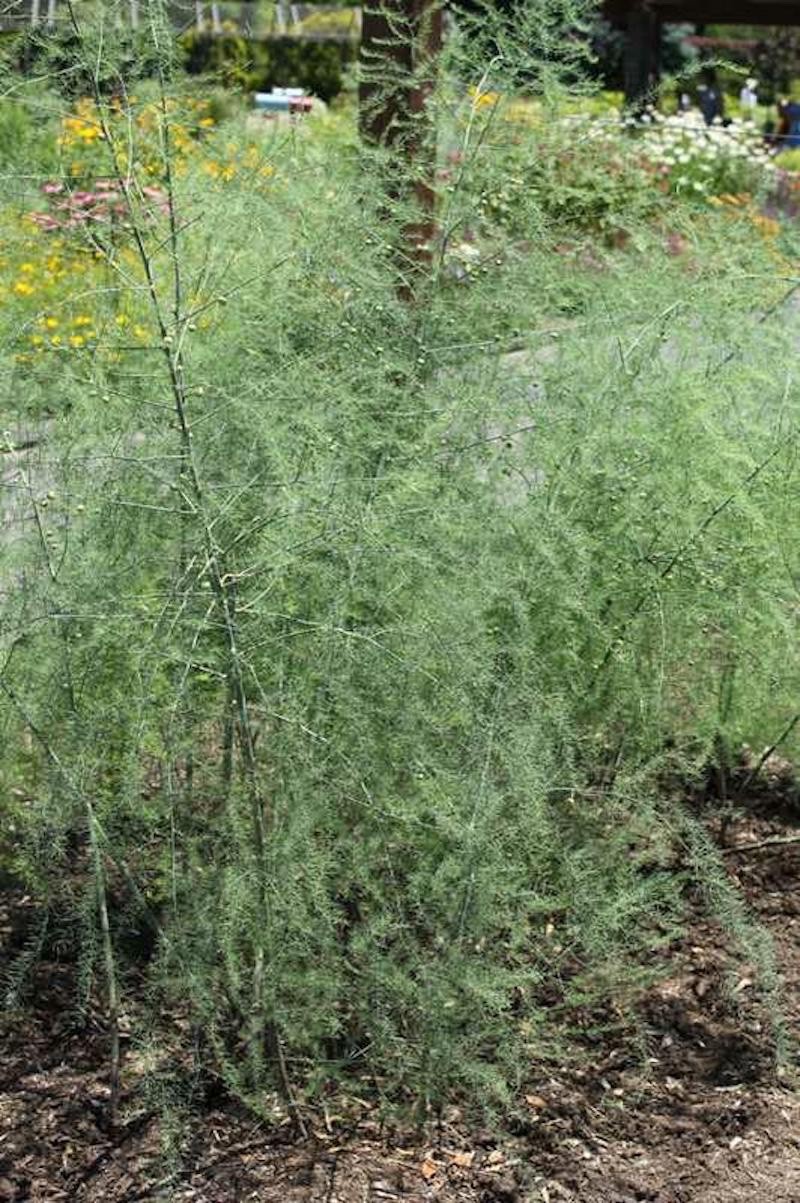 20 Purple Passion Asparagus Roots – Asparagus officinalis – Bare Roots