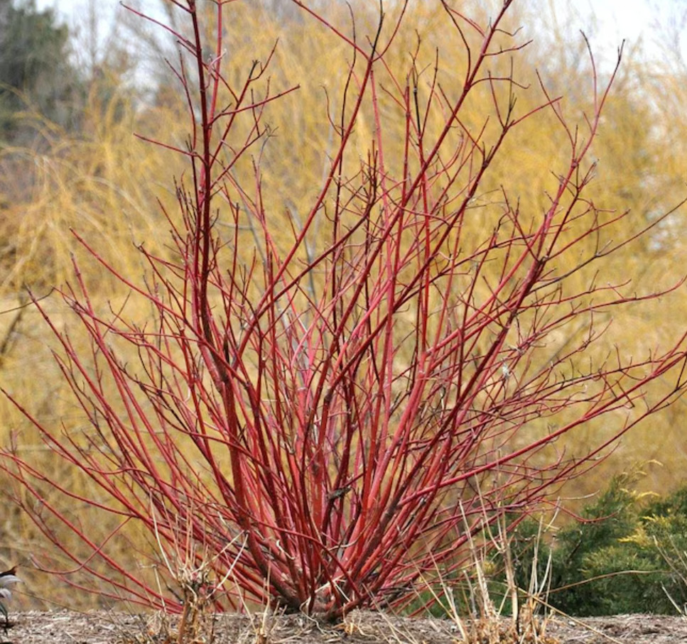 2 Live Red Twig Dogwood Plant – 6–12” Tall – 2.5” Pot – Deciduous Shrub