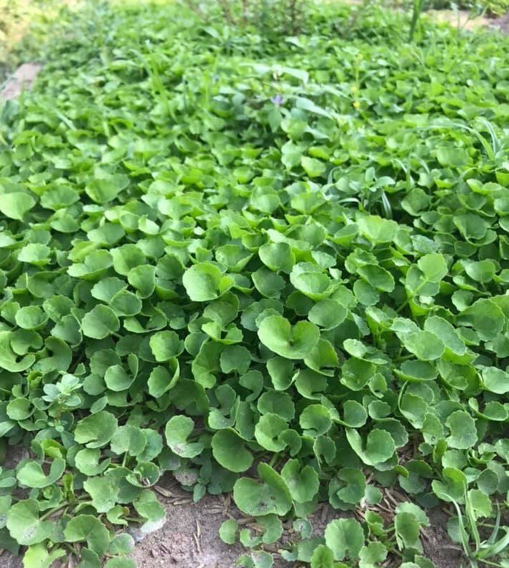 PENNYWORT , GOTU KOLA SEEDS (SMALL LEAF), HẠT RAU MÁ LÁ NHỎ |+200 PCS|