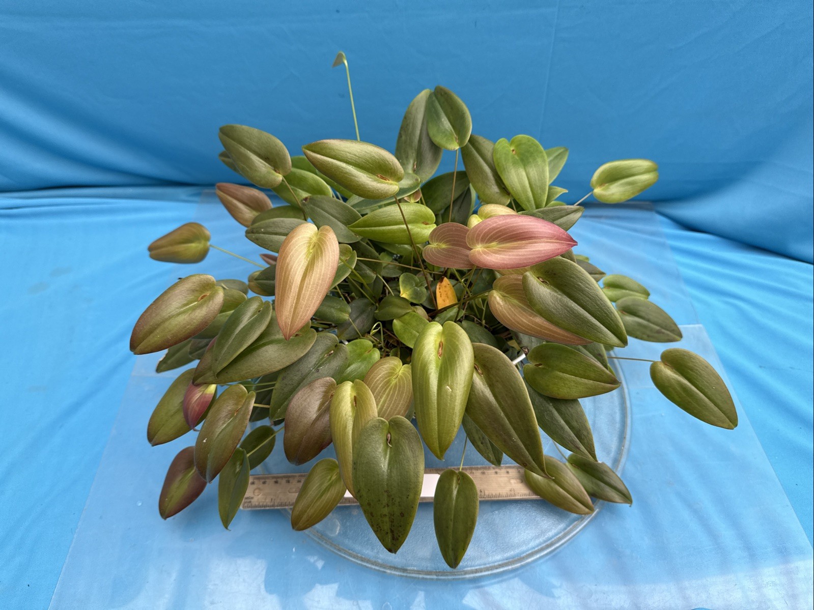 Pleurothallis palliolata Clamshell Orchid Species Cool Grower 9” Basket