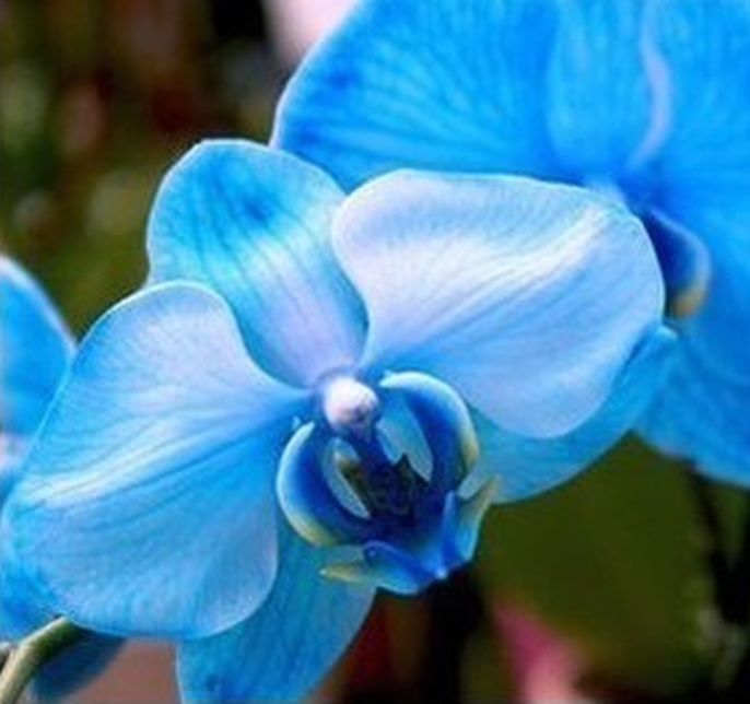 33 PCS Phalaenopsis Orchid Flower Seeds F66~F68, Plant Butterfly Orchid