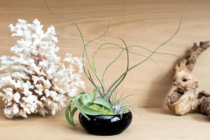 Fully Assembled Tillandsia Dish Garden in Black Glazed Container- Wholesale Bulk