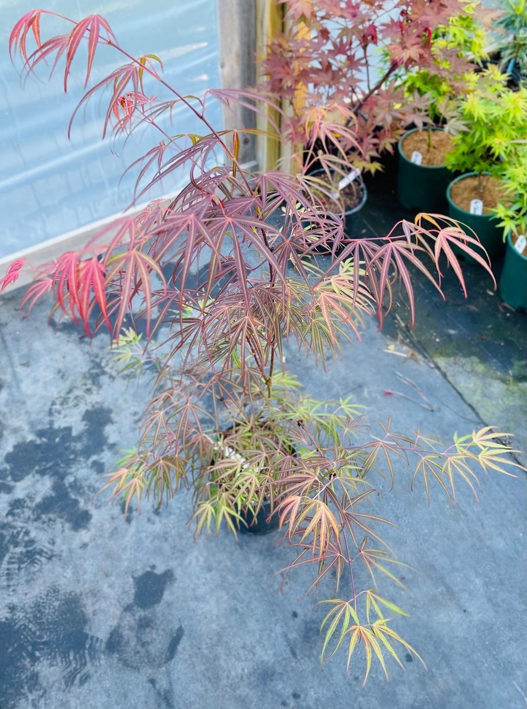 Acer palmatum ‘Red Cloud’ (Red Cloud Japanese Maple)