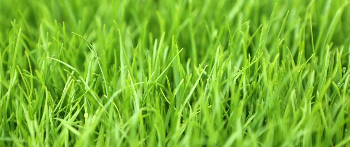5LBS Winter Rye Seed Cover Crop,Food Plot Deer,Wildlife