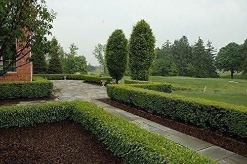 Boxwood Japanese | 4 Inch | Buxus microphylla | Formal Hedge | Evergreen Plant