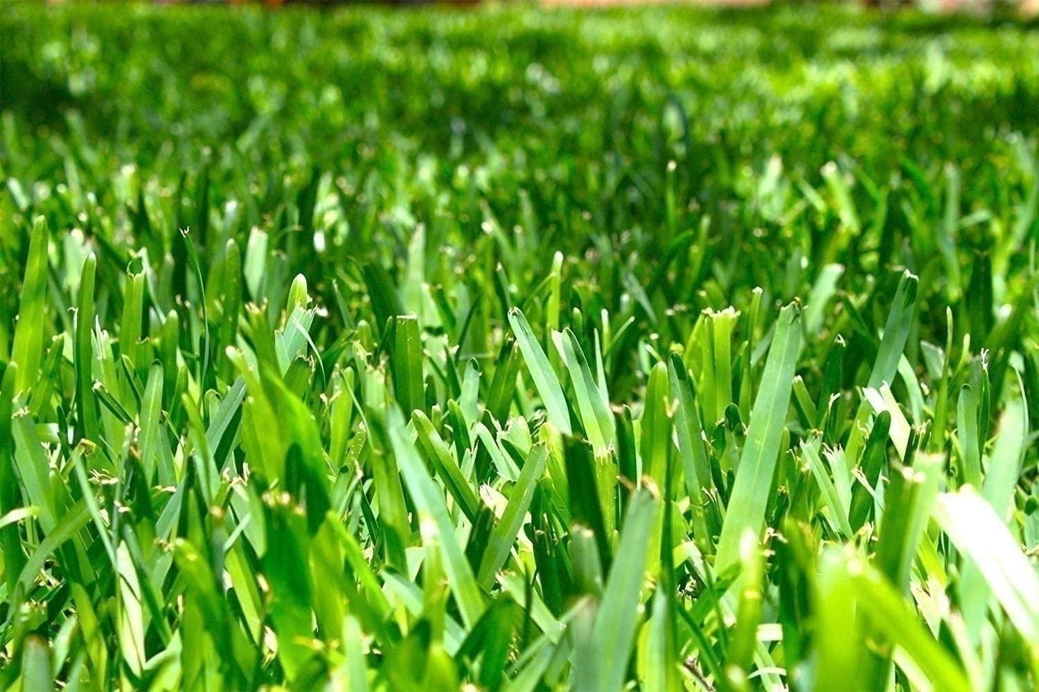 Seville | Sod Plugs | Stenotaphrum Secundatum | Low Maintenance | Hardy Lawn