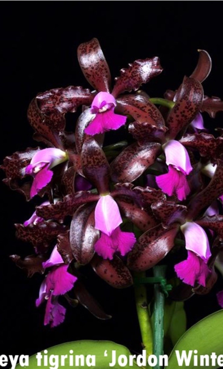 Cattleya Chamberlainiana