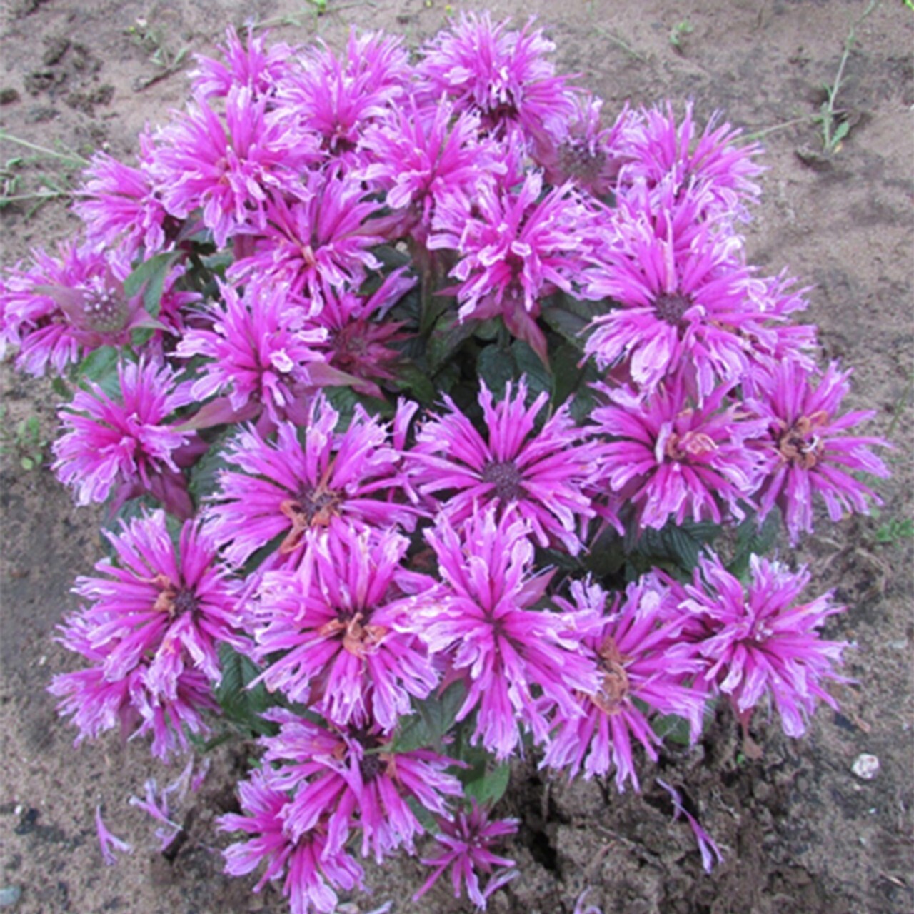 100 Orchid Bee Balm Seeds Flowers Seed Bloom Hummingbird Flower Seeds US 1321
