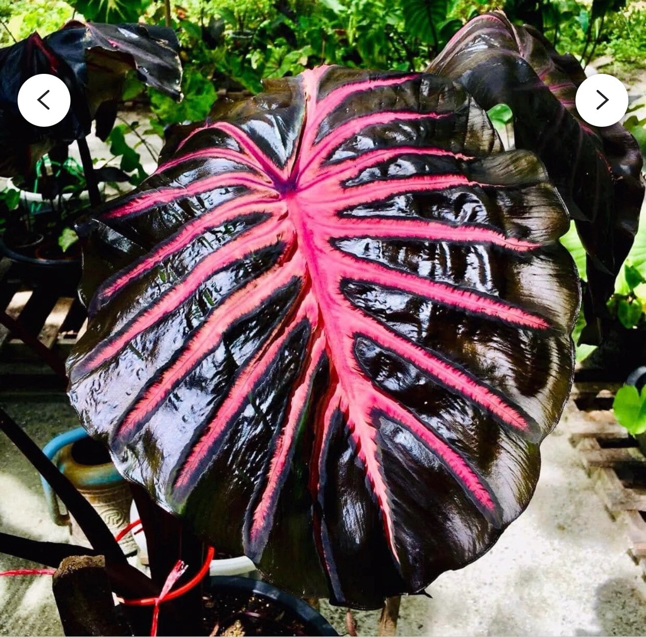 Black Lava – Colocasia esculenta- Elephant Ear – SMALL ROOTED STARTER Plant