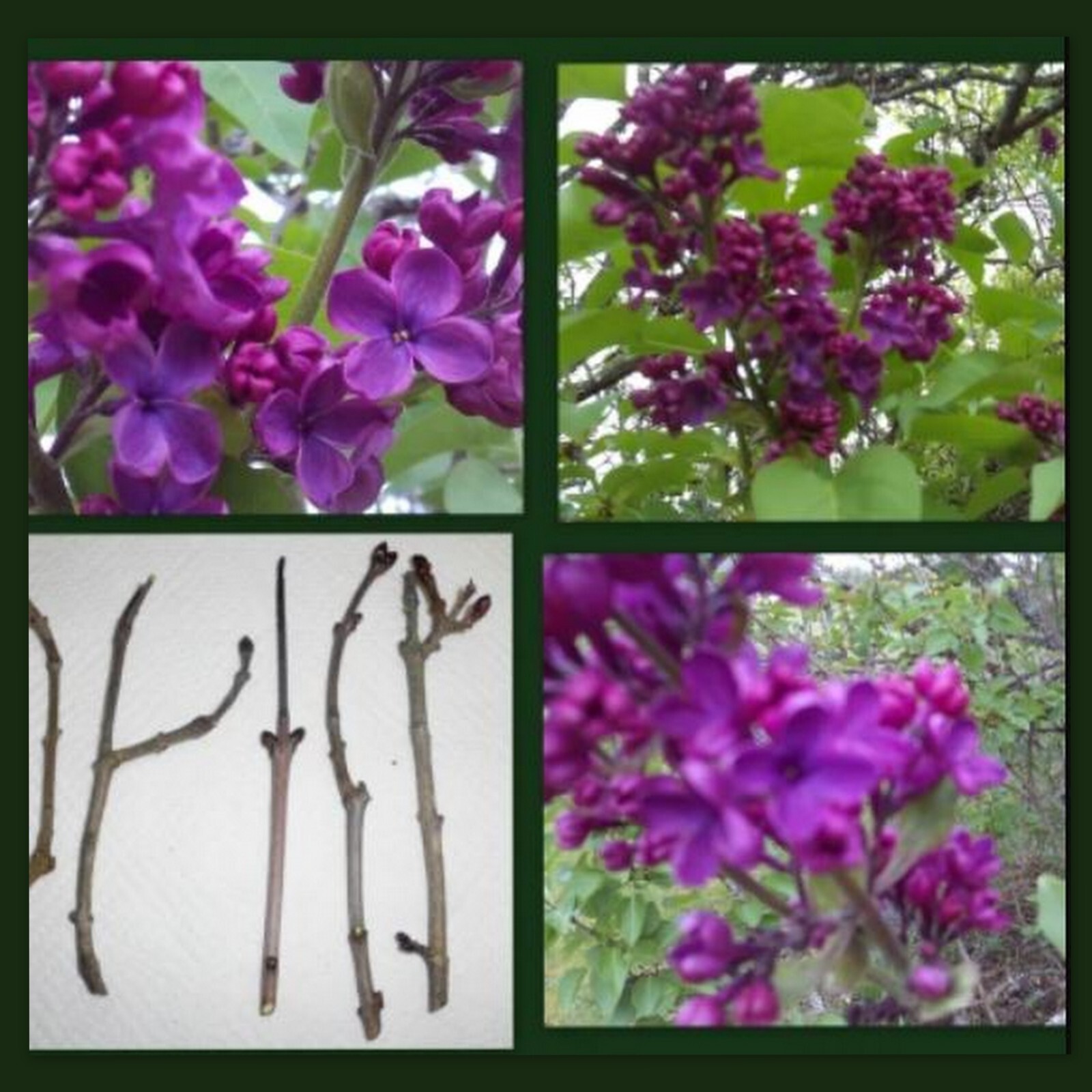 10 Dark Purple Lilac Cuttings For Propagation Syringa Vulgaris Perennial Shrub