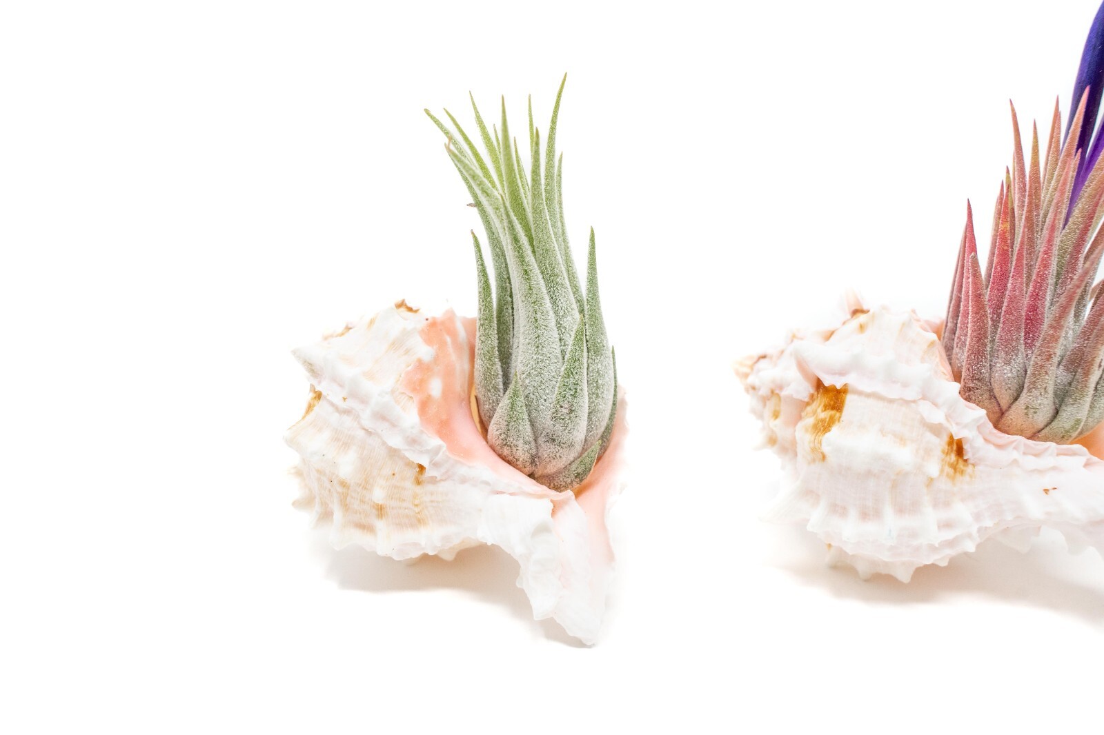 Set of 3 Pink Murex Seashells with Tillandsia Ionantha-Wholesale Live Air Plants