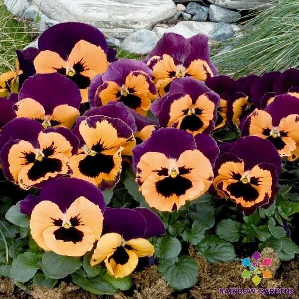 200+ Inspire Purple and Orange Pansy (Viola) Seeds for Garden – FREE SHIPPING!
