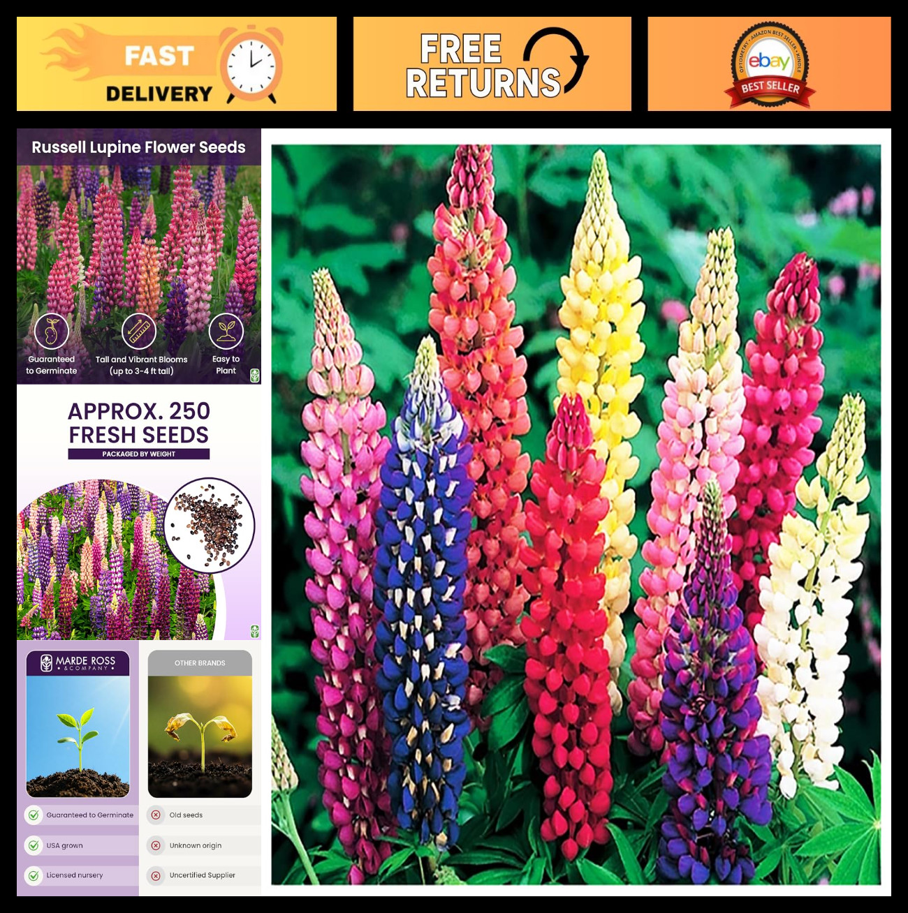 100 Mixed Russell Lupine Seeds – Perennial Wildflowers, Grows 40″ Tall, USA Grow