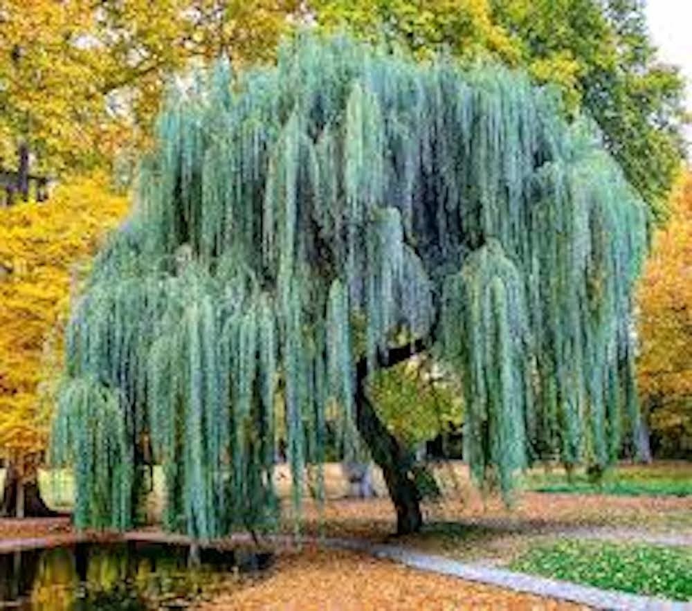 5 Weeping Willow Tree 12-24 Tall Salix babylonica Bare Root