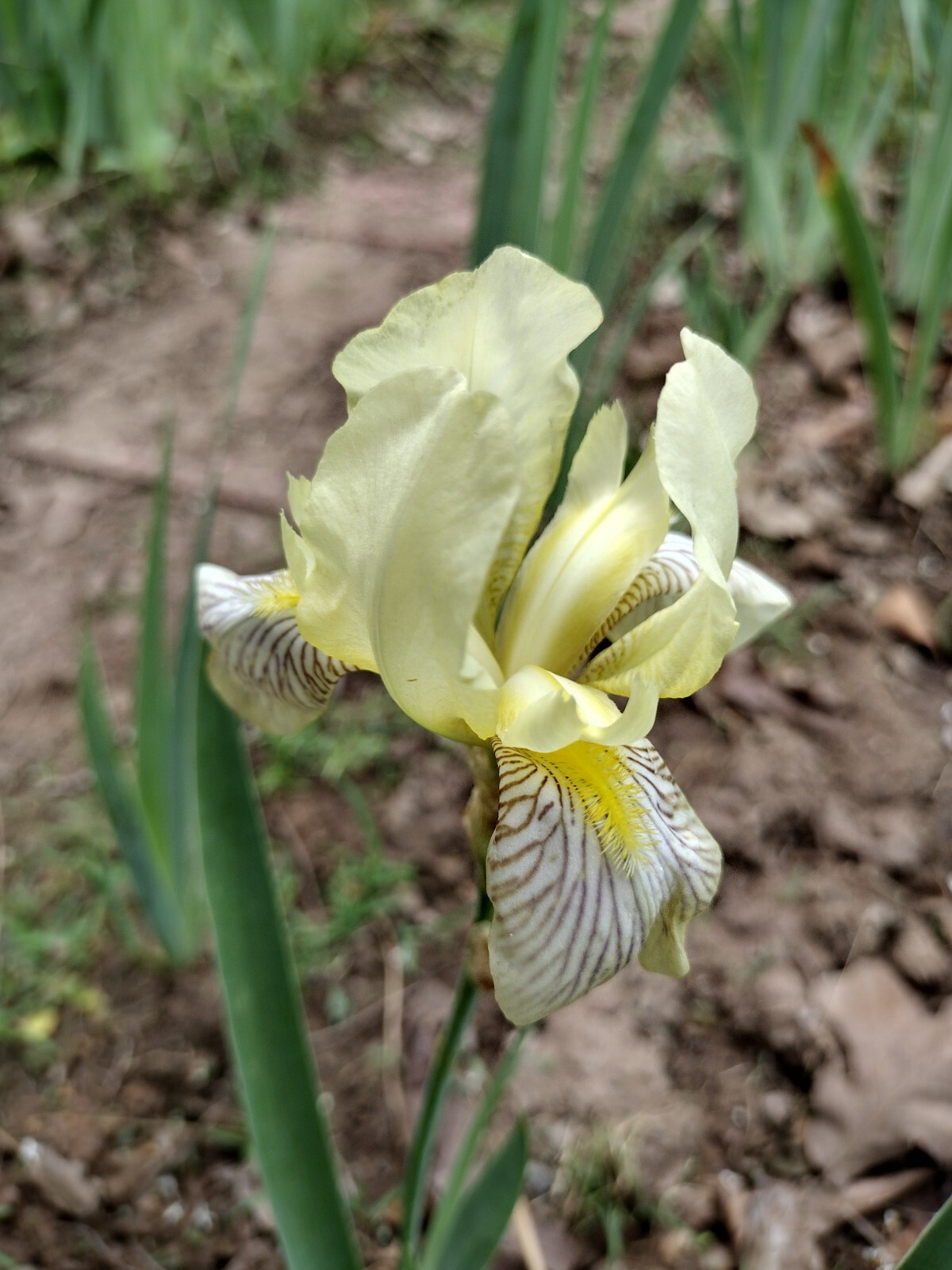 5 MIXED VARIETIES IRIS Rhizomes FREE SHIPPING