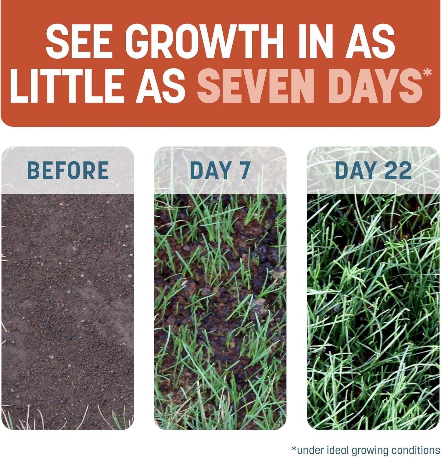 Smart Patch Organic Bermuda Grass Seed – 5 lb Jug for Instant Lawn Repair