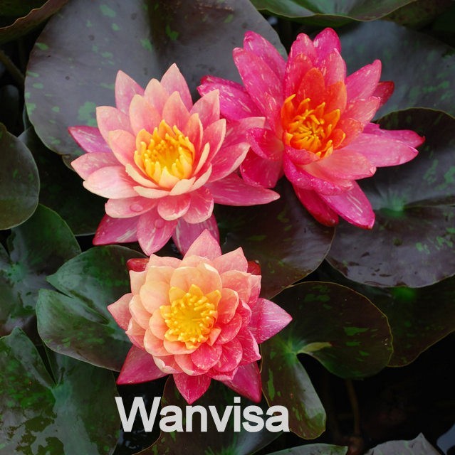SUNFIRE water lily – hardy pond plant – FOR CHARITY – Nice tuber!