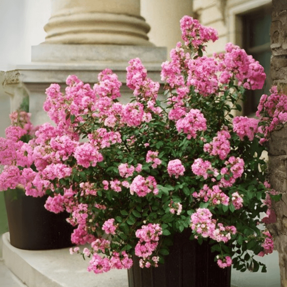 Bi Color Crape Myrtle: A Stunning Display of Pink and White Blooms