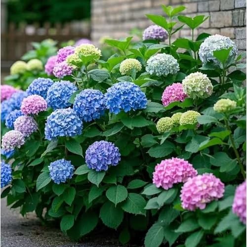 35 Mixed Color Hydrangea Seeds – Blue, Pink & Purple Blooming Flower Seeds for
