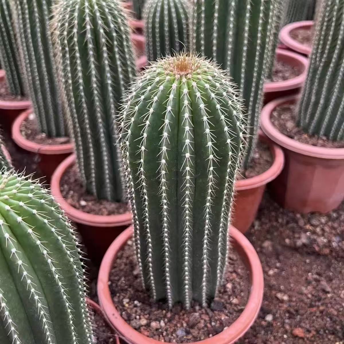 Neobuxbaumia polylopha Starter Plants Rare Columnar Cacti Succulent Live Plant