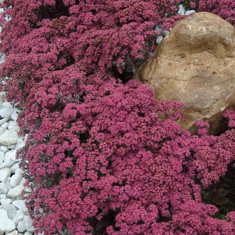SEDUM SUNSPARKLER ‘DAZZLEBERRY’ STONECROP PLANT SUCCULENT GARDEN SUMMER BLOOMS!!