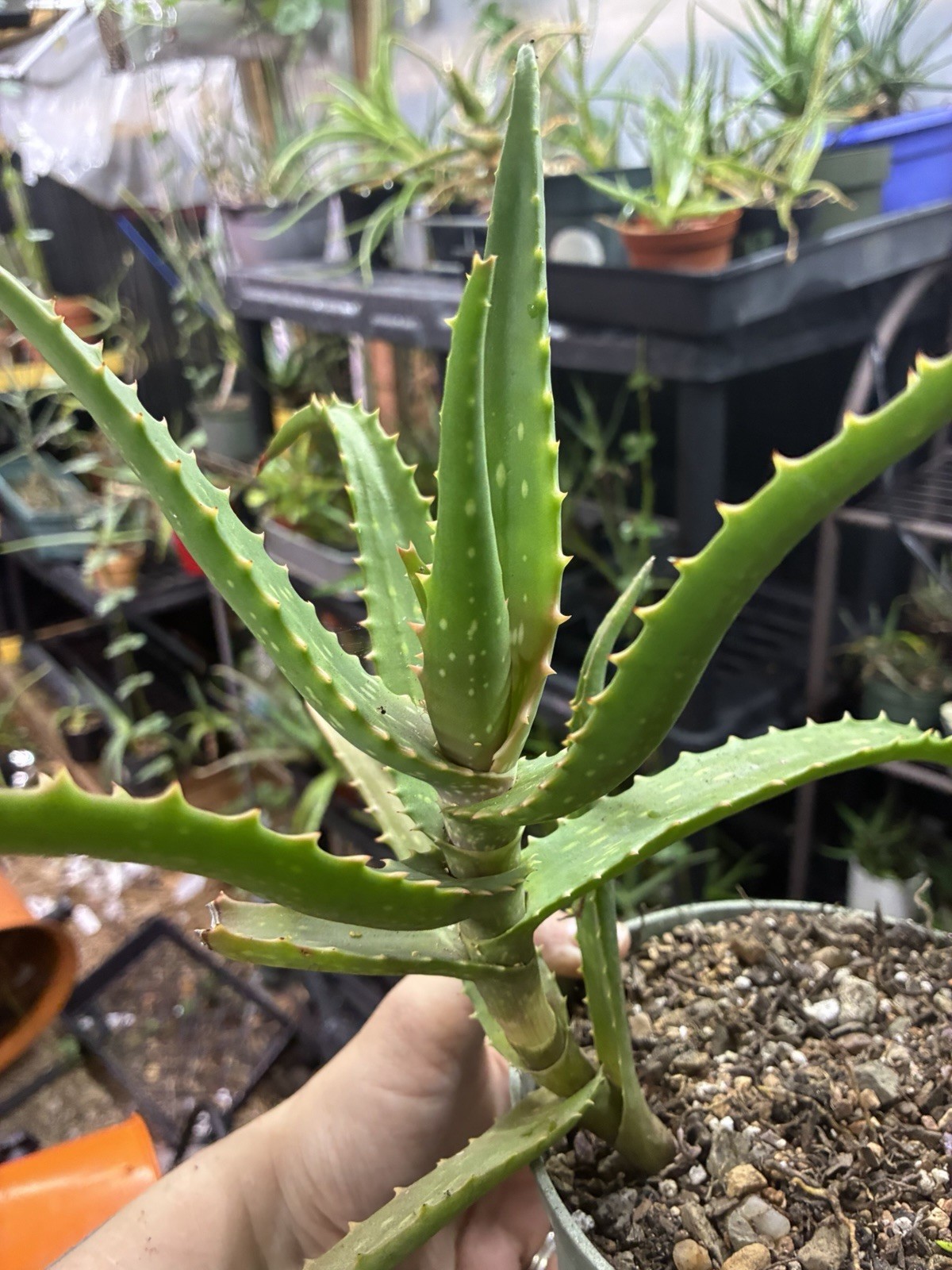 Aloe NOID 6” Pot Live Succulents