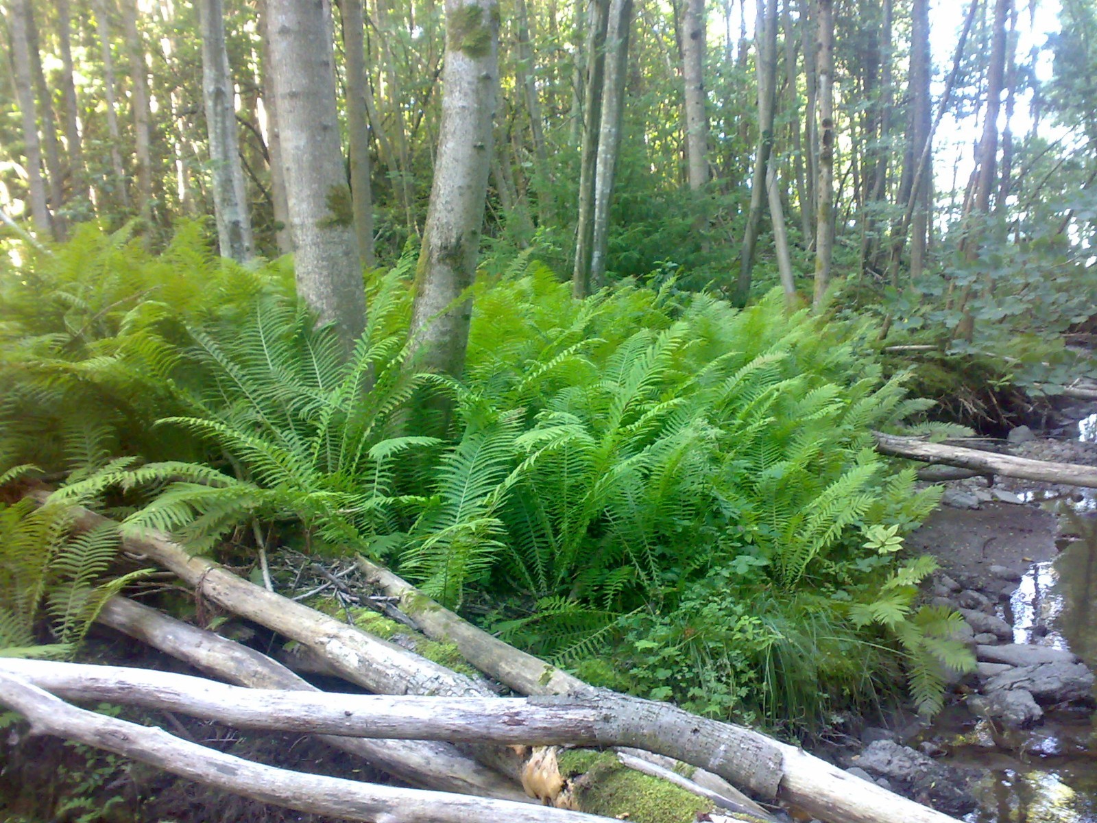 5 TN OSTRICH/GLADE FERN rhizome/root- (Matteuccia struthiopteris)