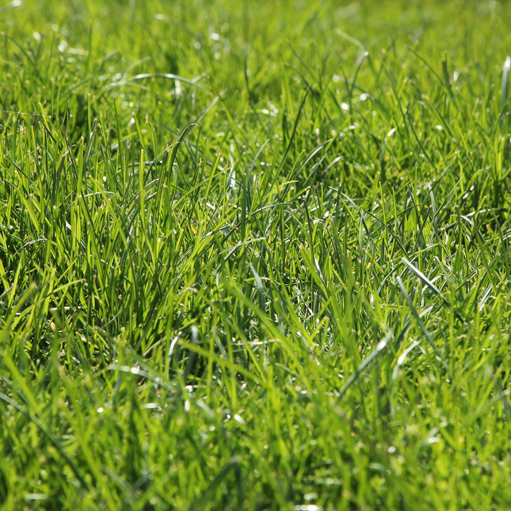 Kwik Grass Seed Mix, for Sun to Partial Shade, Quick Repair 3 Lb.