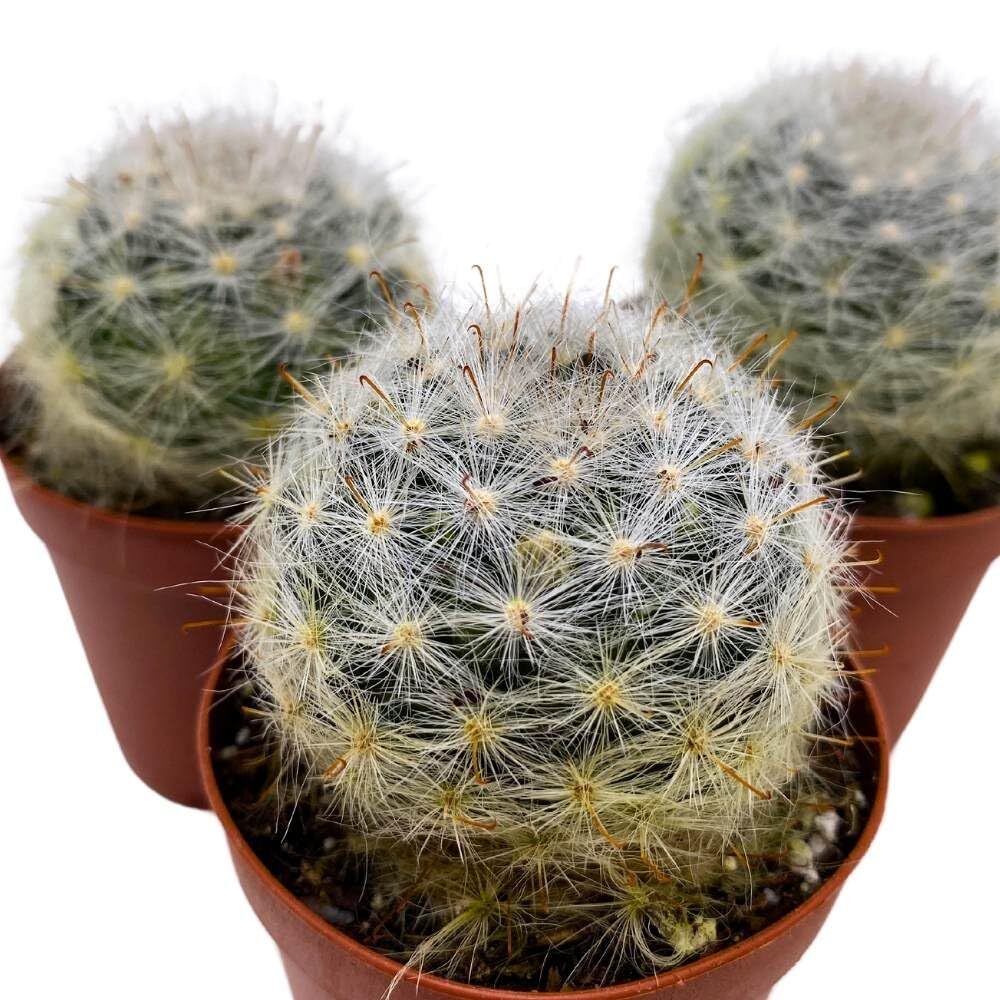 Powder Puff Cactus 2 inch Set of 3 Mammillaria bocasana White Yellow Crown of Fl