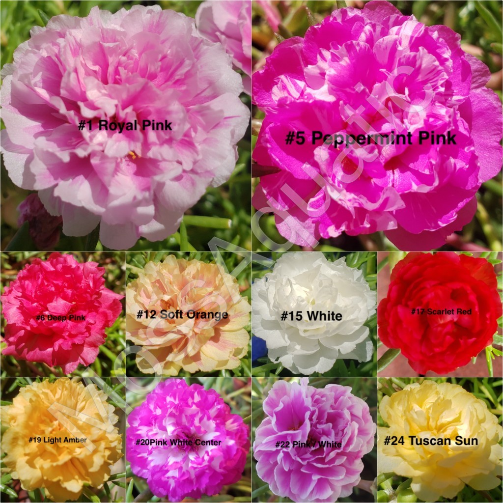 Moss Rose ( Portulaca Grandiflora ) , Mix, 10 unrooted Cutting