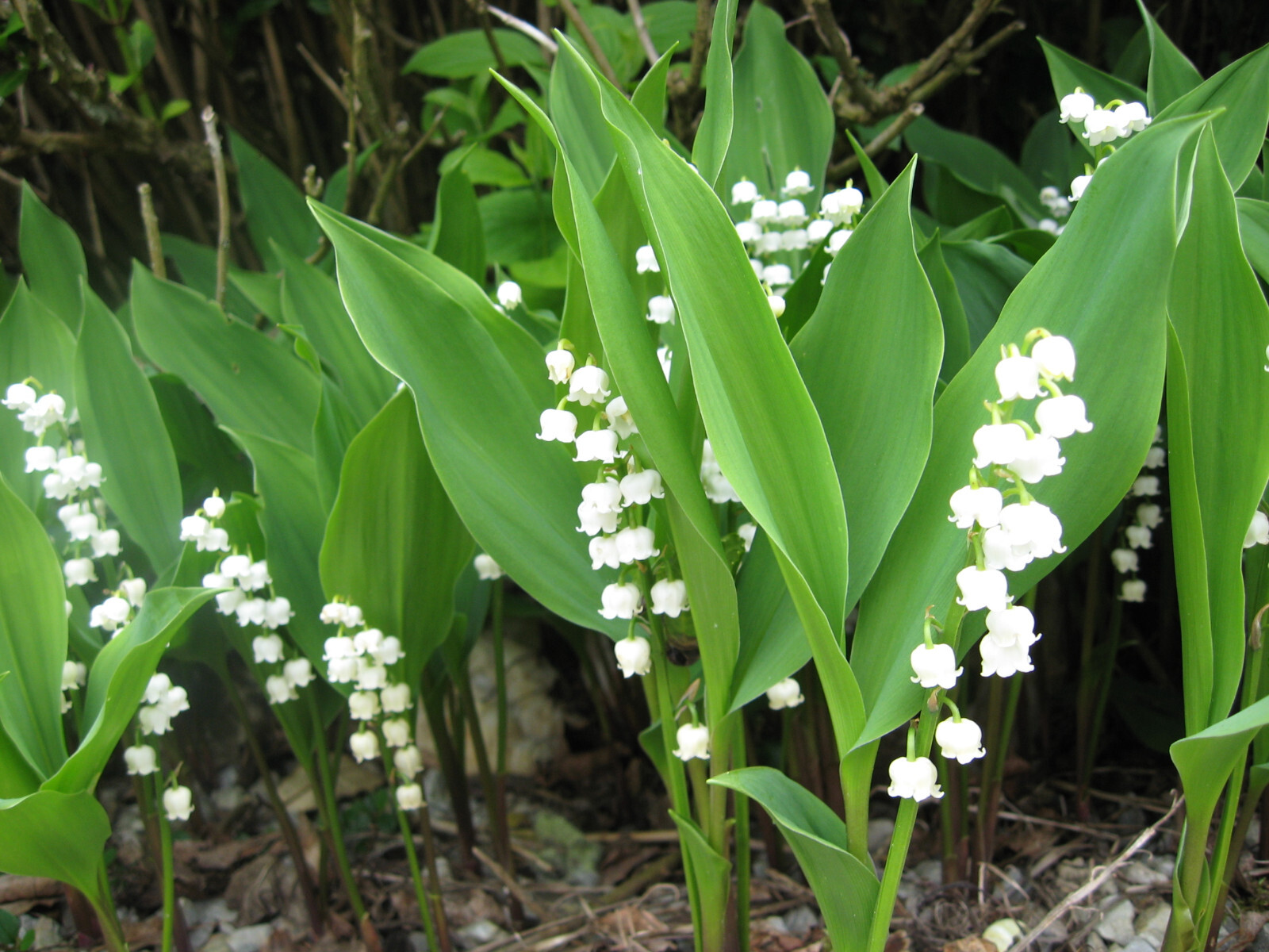 Lily of the Valley Convallaria majalis 15 Plants Bare Root