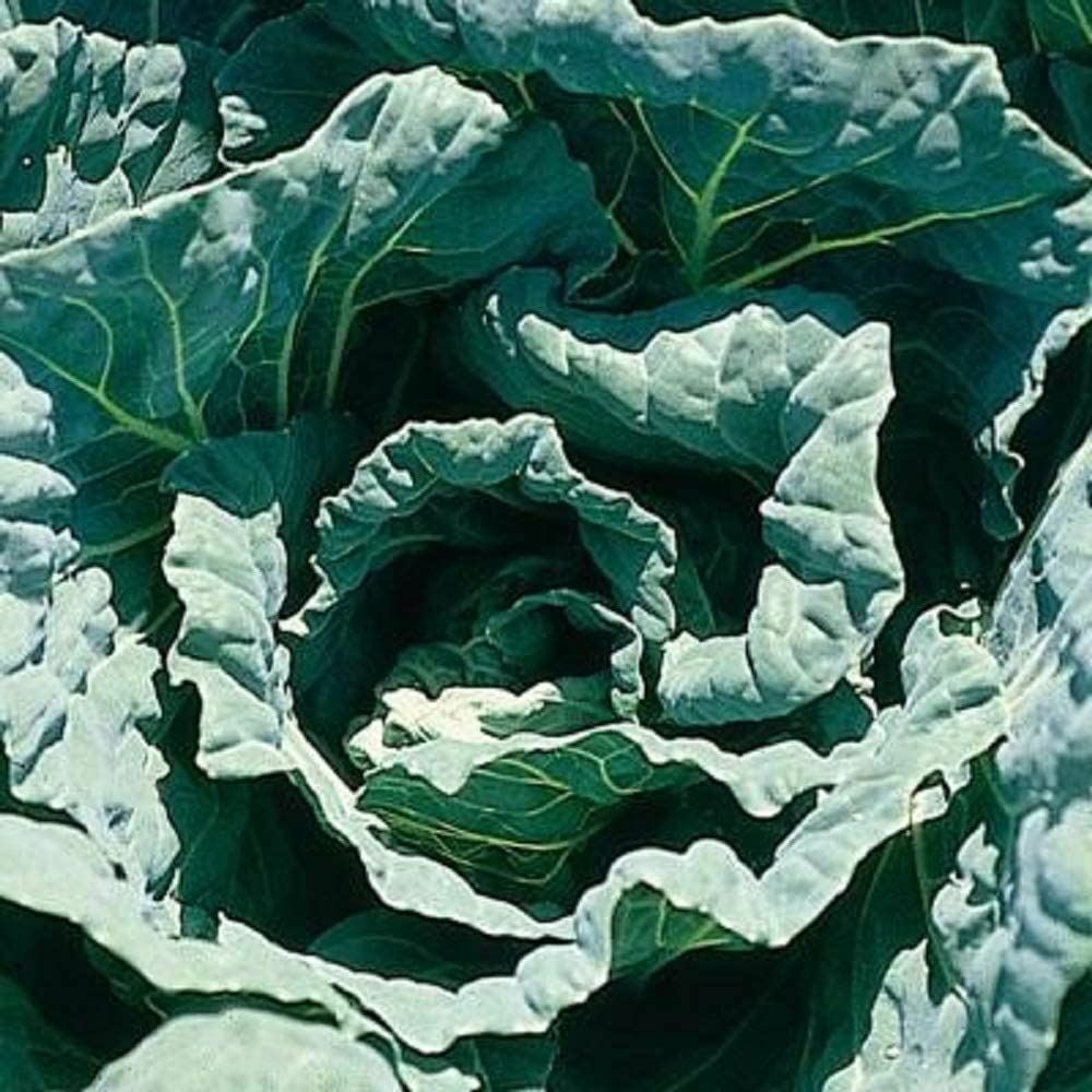 Morris Heading Collard Green Seeds, “COOL BEANS N SPROUTS” Brand. Non-GMO. Home