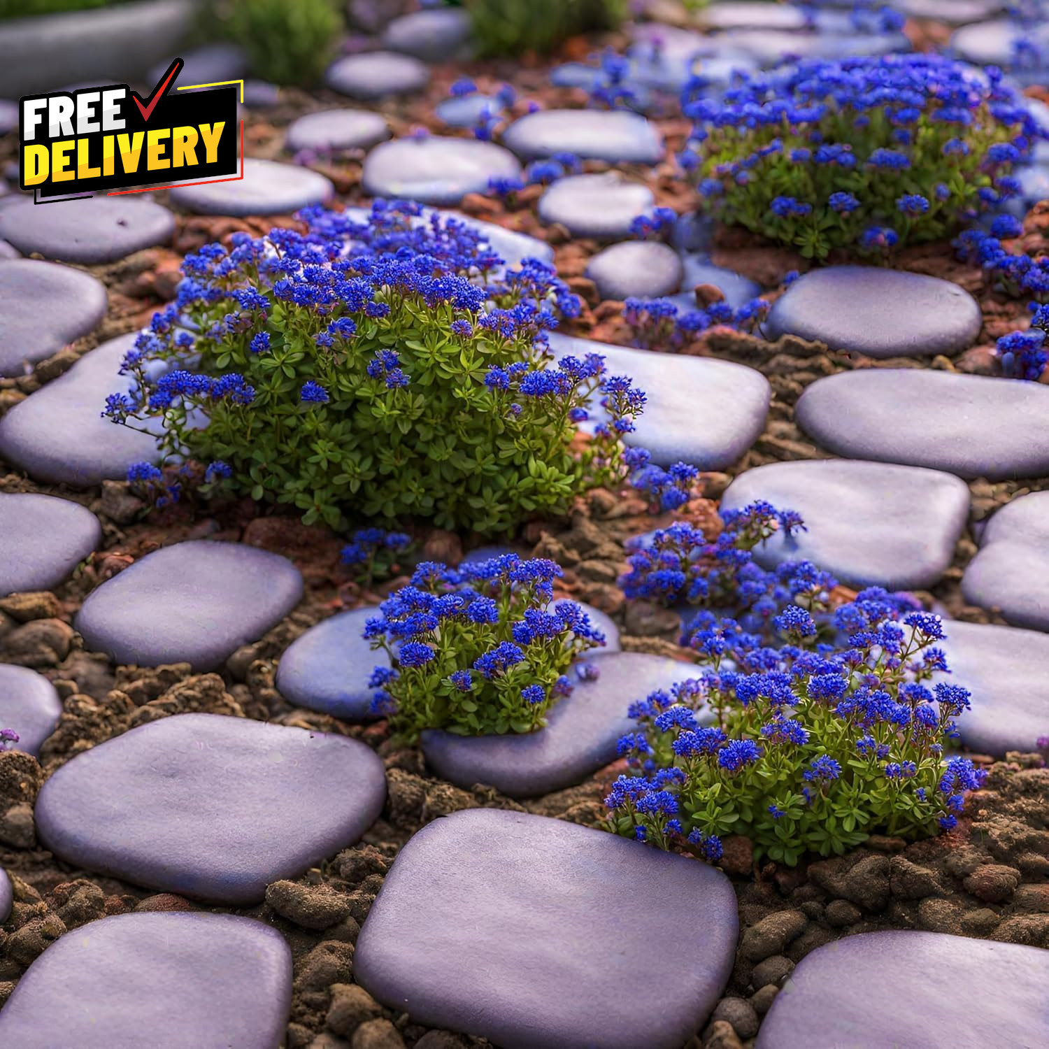 20000+ Magic Blue Creeping Thyme Seeds for Planting Ground Cover Plants Heirloom