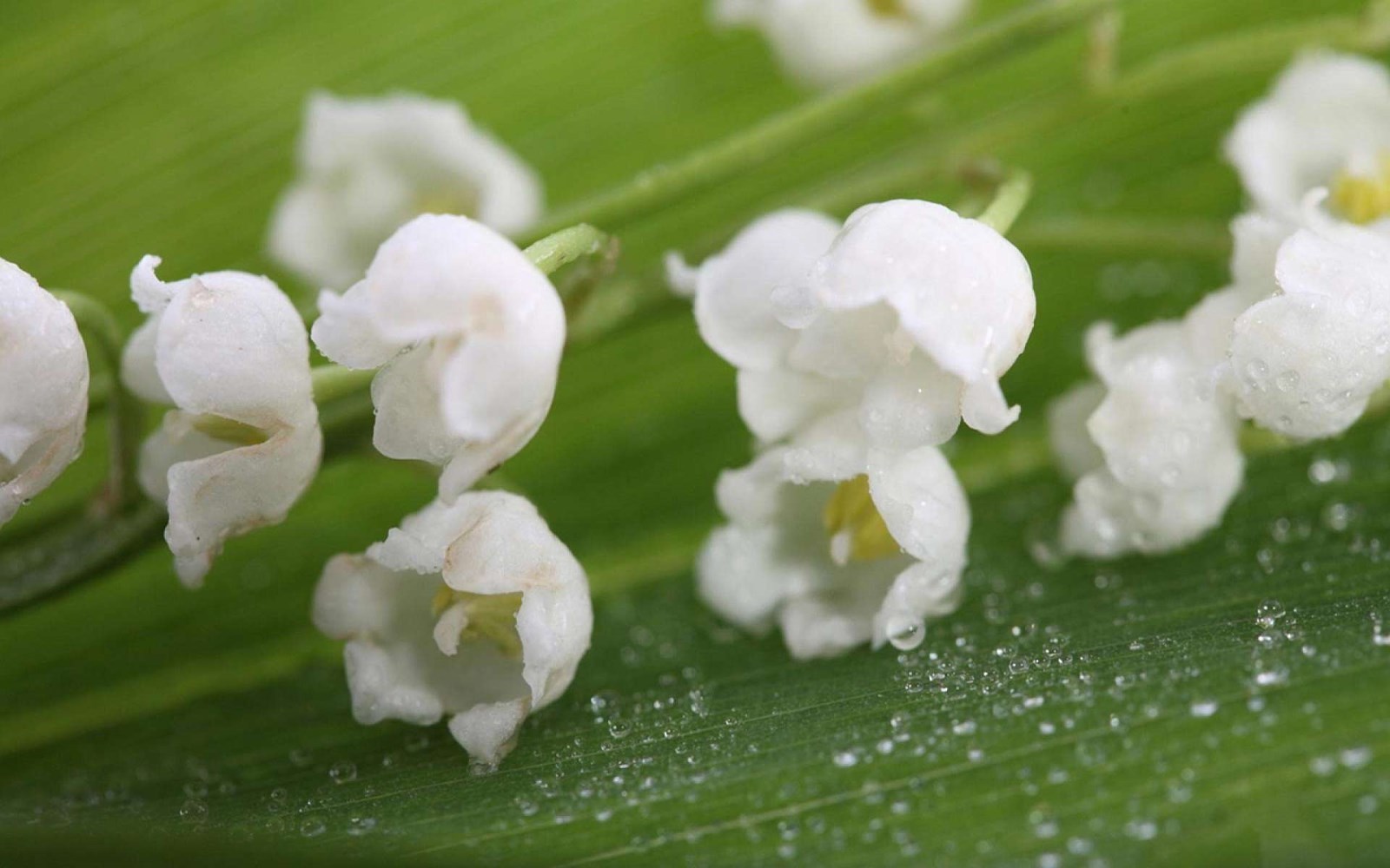 10 Lily of the Valley Bulbs, Convallaria majalis