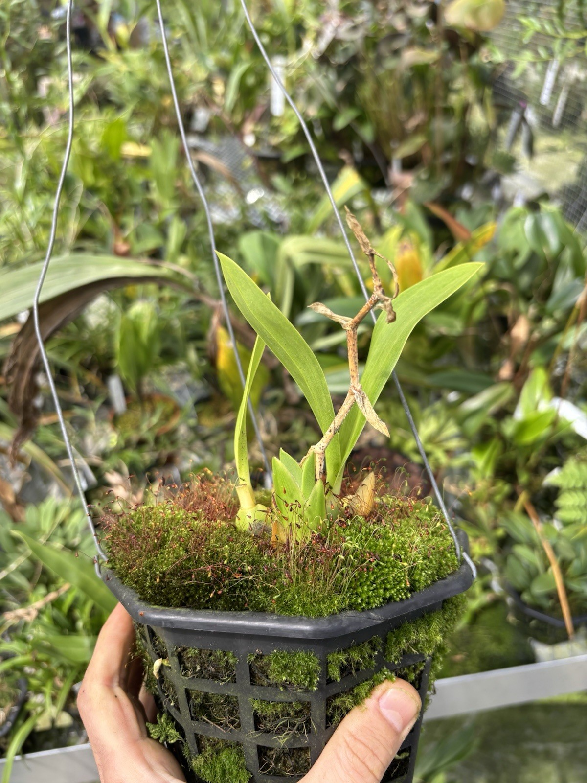Rhynchostele aptera RED FORM very Rare Compact Orchid Species Mexico