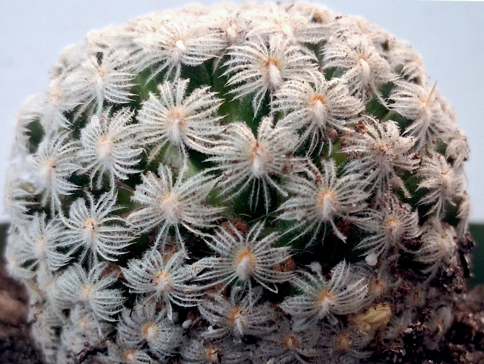 Rare Mammillaria duwei ‘Biznaguita’ – A Tiny, Fluffy Treasure from Mexico
