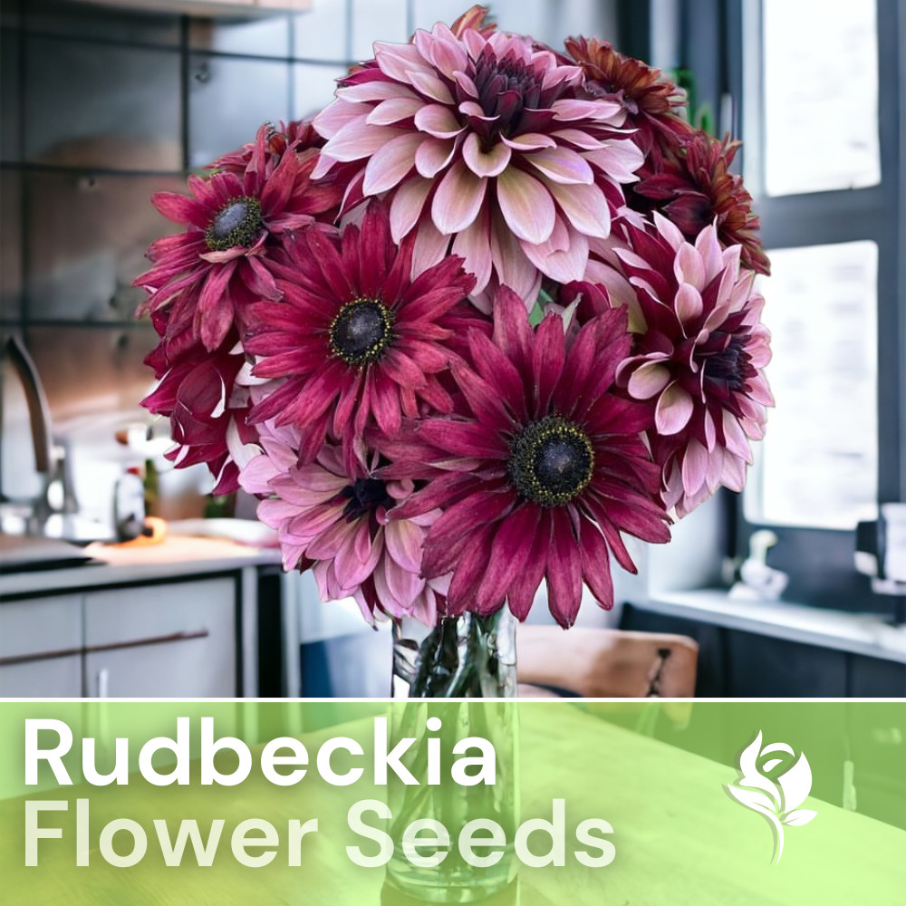 Cherry Mix Rudbeckia Seeds 125+ Seeds Annual Flower Seeds Garden