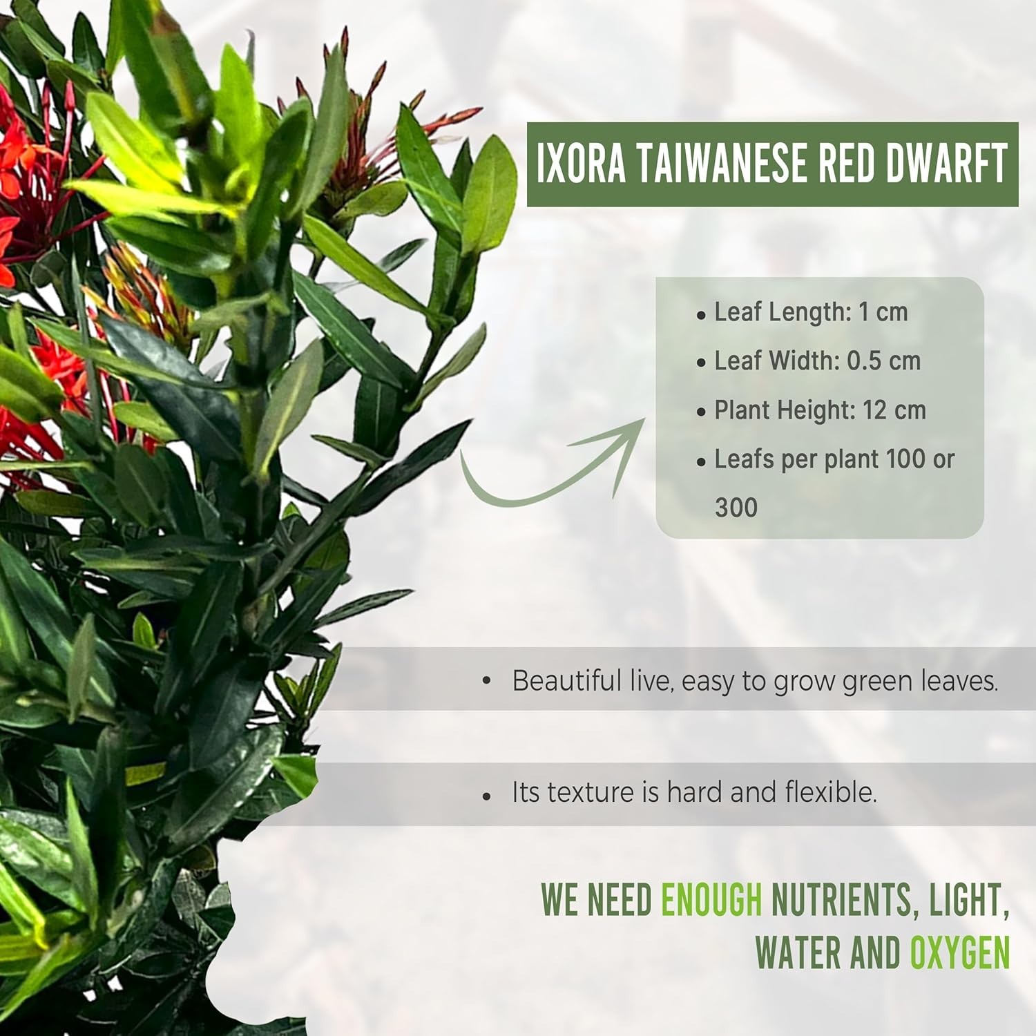 Ixora Taiwanese Red Dwarf (2pack) by LEAL PLANTS ECUADOR | Taiwanese Red Flower