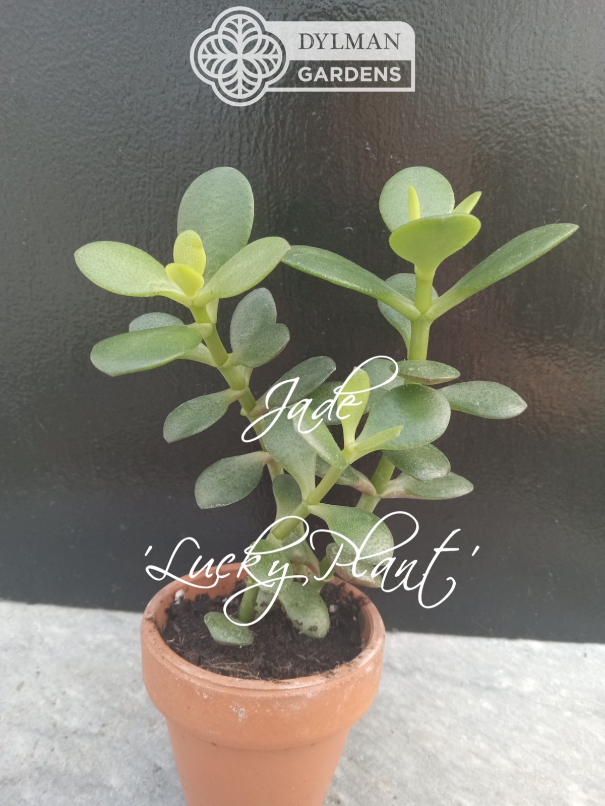 Jade Plant (Crassula Ovata) – Lucky Plant – Indoor Houseplant – Multiple Sizes
