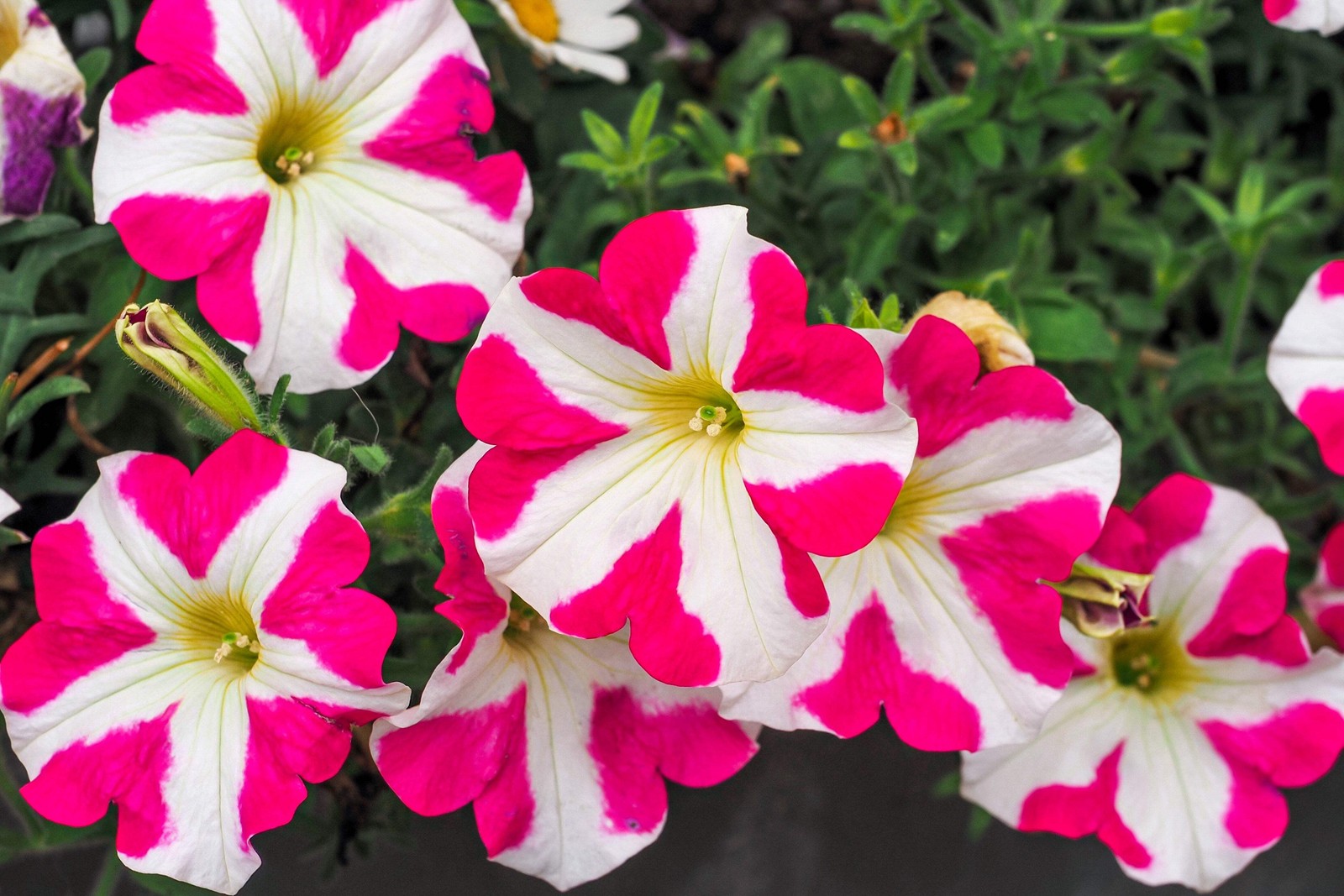 100 STAR MIX PETUNIA Mixed Colors Petunia Violacea Flower Seeds Red Blue Purple