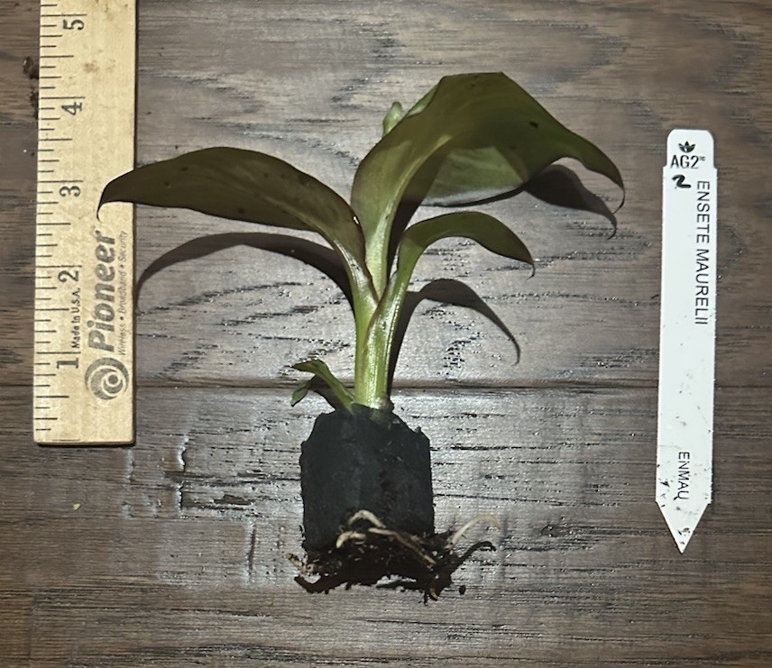 Red Abyssinian Banana (Ensete maurelii)-1 TC Plant Plug -3-6 in.-Edible Fruit!!!