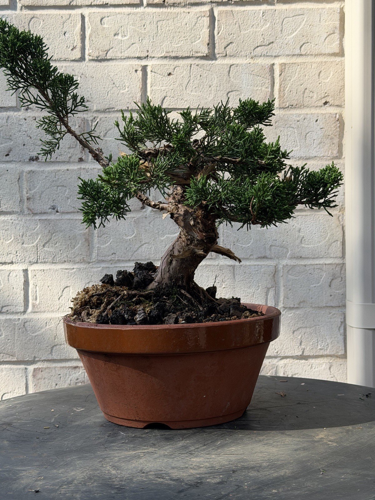 Bonsai Tree Kishu Shimpaku Juniper
