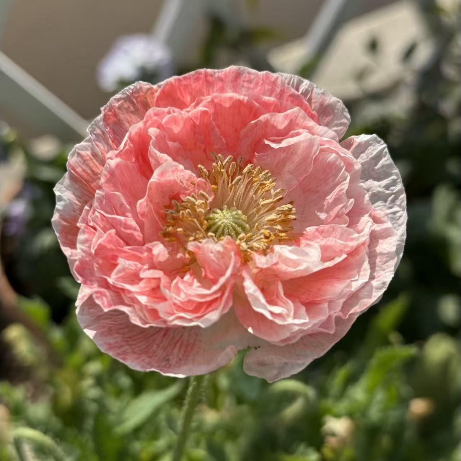 1000 Pink & White Bicolor Poppy Seeds – Rare Heirloom Papaver for Garden