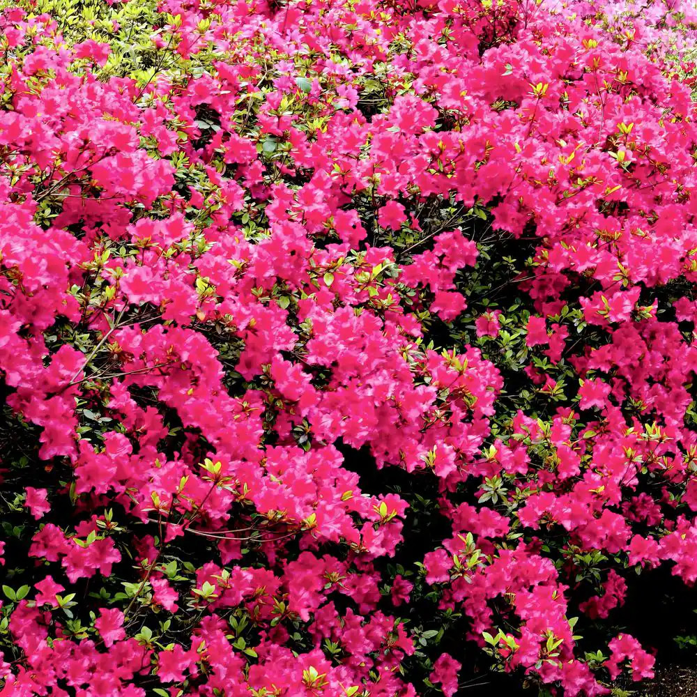 2.5 Qt. Azalea Chinzan Flowering Shrub With Pink Blooms Free Shipping