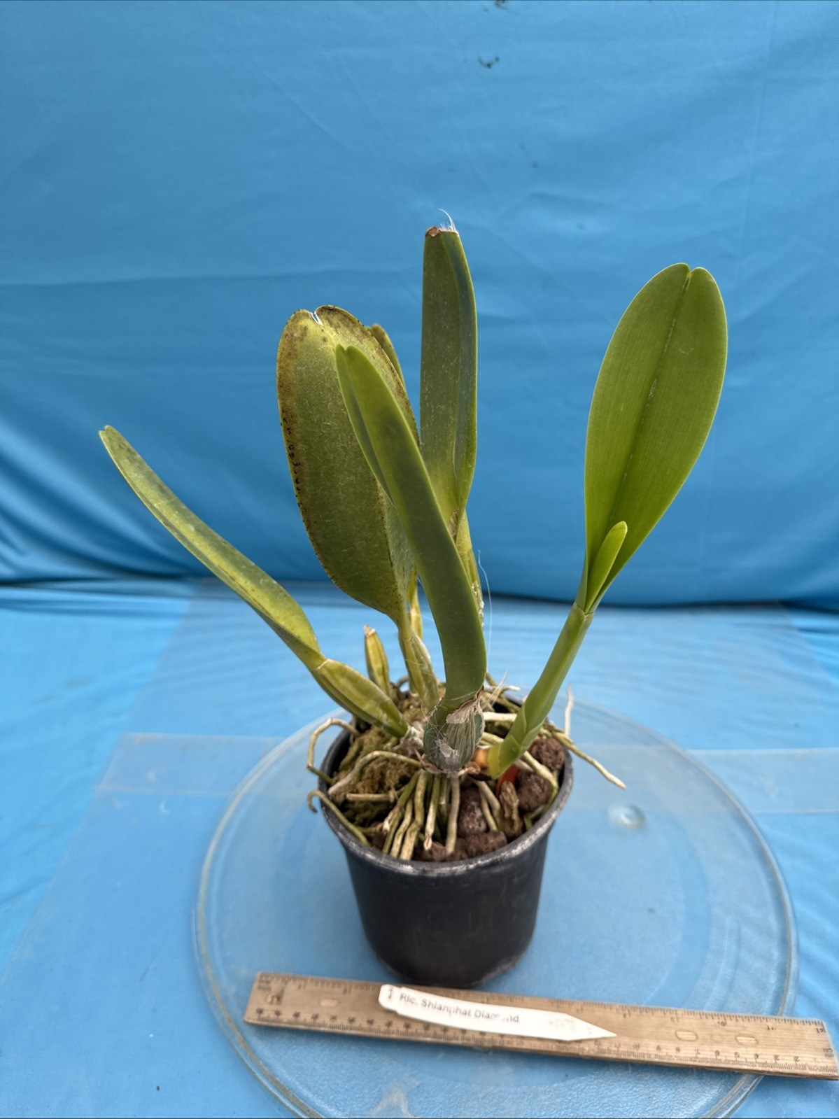 Cattleya Rlc Shinaphat Diamond White Yellow BS Orchid With Sheath 5.5” Pot