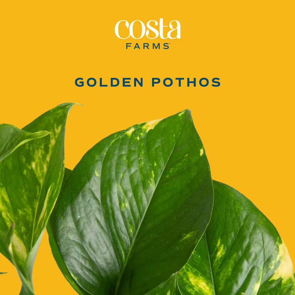 Golden Pothos Indoor Plant in 6 In. Grower Pot, Avg. Shipping Height 1-2 Ft. Tal