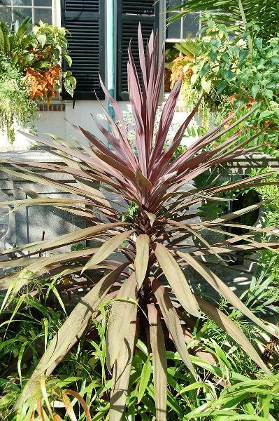 Cordyline obtecta Purpurea | Red Cabbaga Palm | 10 Seeds